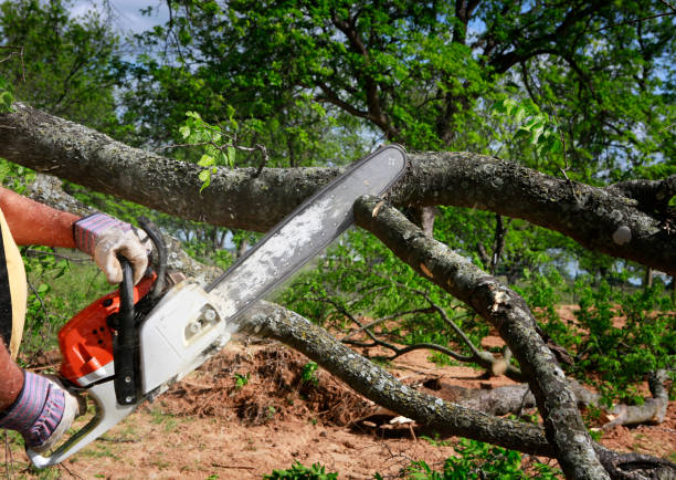 Best Tree Trimming Near Me  in USA